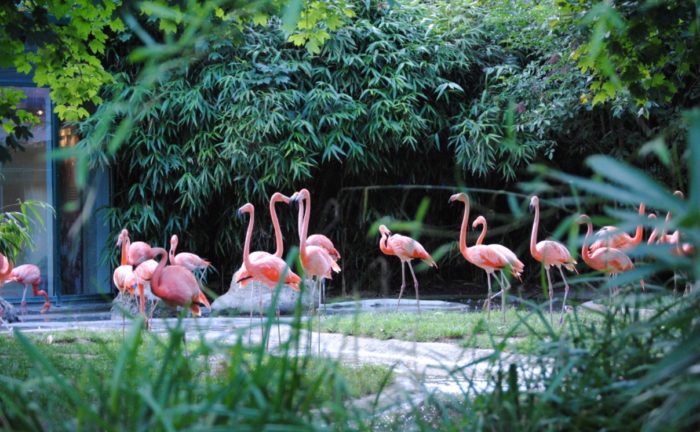 Schonbrunn Zoo