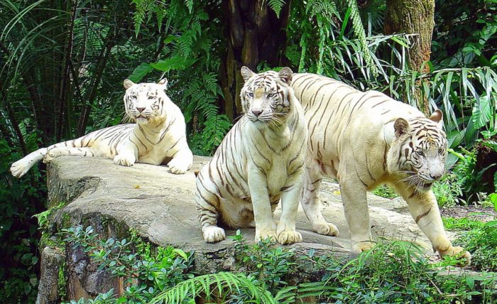10 Most Visited And Best Zoos In The World - The Travel Love