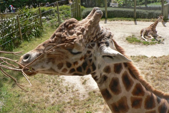 Wellington Zoo