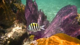 Scuba Diving in the Caribbean