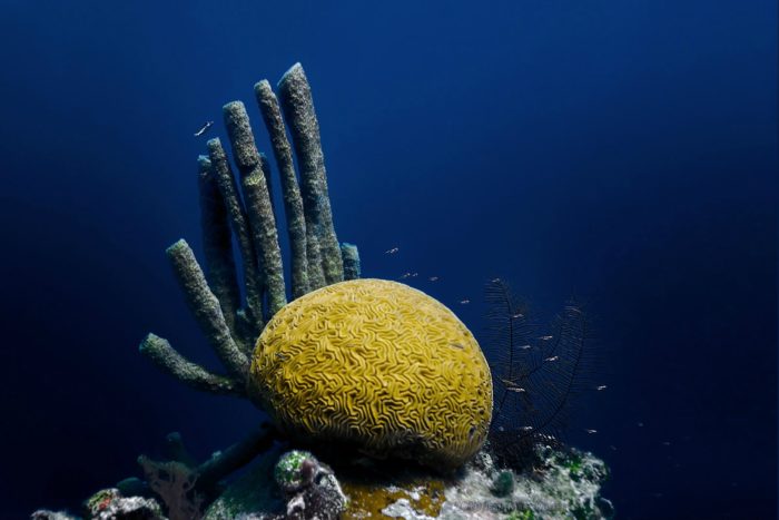 Scuba Diving in the Caribbean - Great Blue Hole in Belize