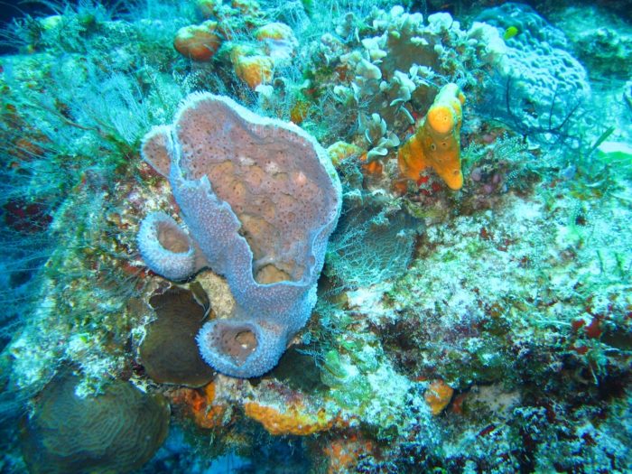 Scuba Diving in the Caribbean - Santa Rosa Wall