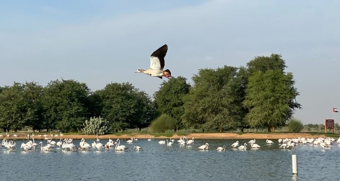 Ecotourism in Al Qudra Lakes Dubai UAE