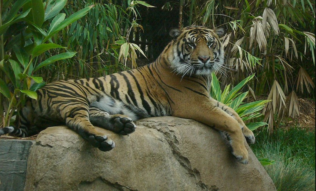 10 Most Visited And Best Zoos In The World The Travel Love