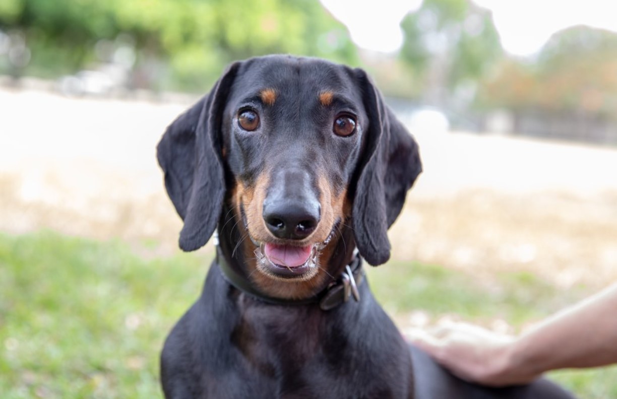 5 DogFriendly Places to Take Your Dog in Brisbane The Travel Love